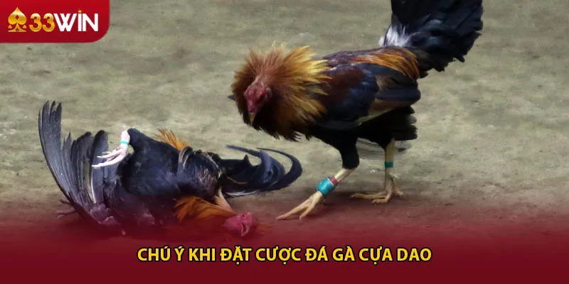 Chú ý khi đặt cược đá gà cựa dao