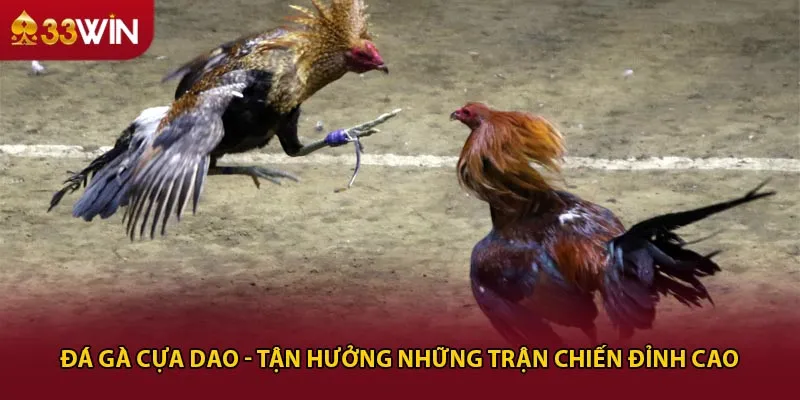 Đá gà cựa dao - Tận hưởng những trận chiến đỉnh cao