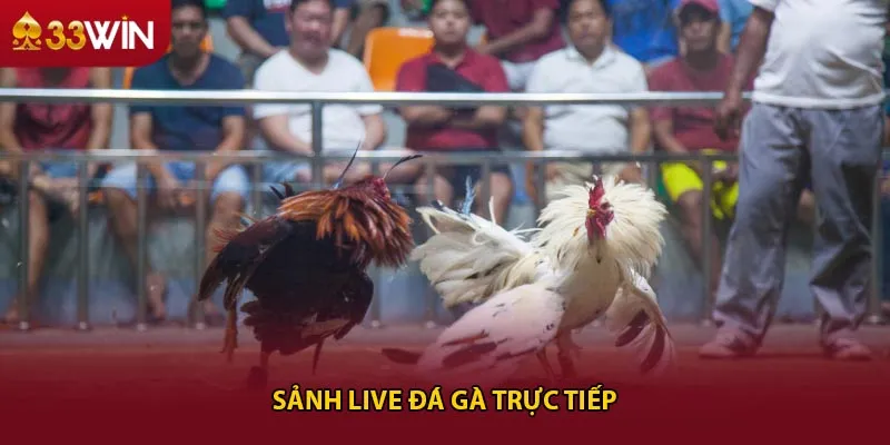 Sảnh live đá gà trực tiếp
