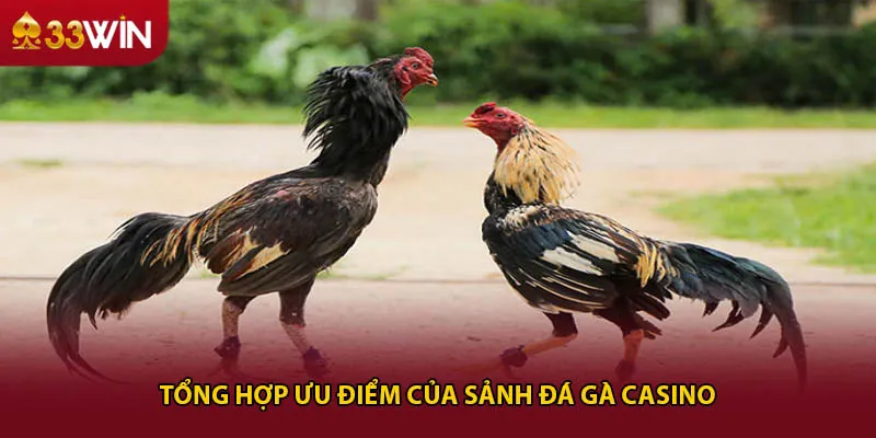 Tổng hợp ưu điểm của sảnh đá gà casino